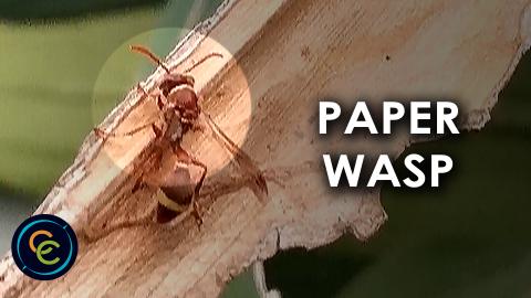 Small paper wasp on a big dry leaf