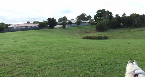 Malamute & Husky trying to sniffing out rabbits