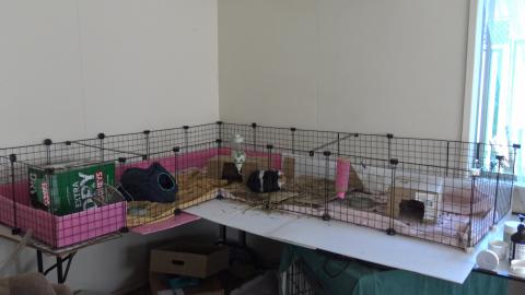 Guinea pigs in for a cleaning and sore Husky