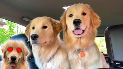 Surprising My Dog With His Girlfriends!