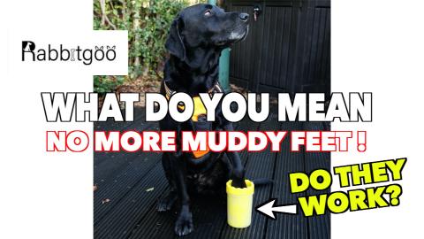 Percy the Labrador Tries out the Rabbitgoo Foot Wash