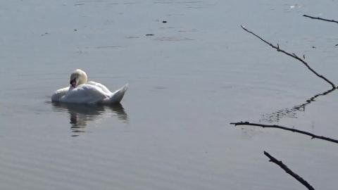 goose 