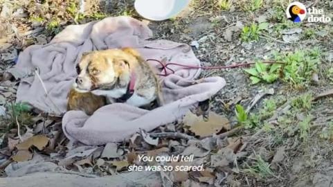 Sweetest Dog Found Shaking In A Ditch _ The Dodo Faith = ...