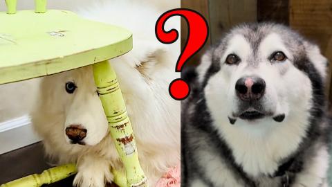 Is The Husky Guilty or Alaskan Malamute? #husky #alaskama...