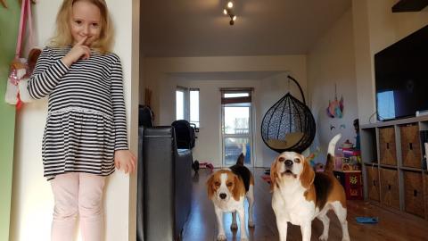 Hide and Seek with Broken Dogs