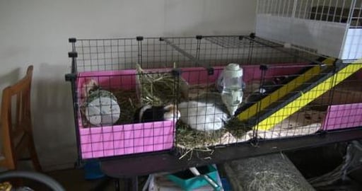 Breakfast is here, excited Guinea Pigs