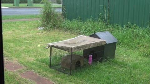 Guinea Pigs getting soggy watched by Husky