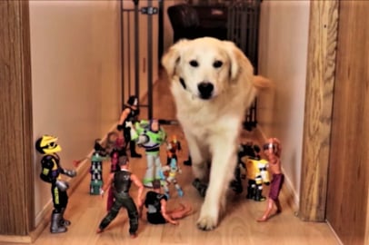 Dogs React To Army Guy Obstacle Challenge!