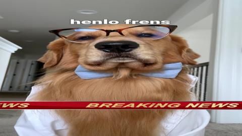 BORKING NEWS! This Just In...