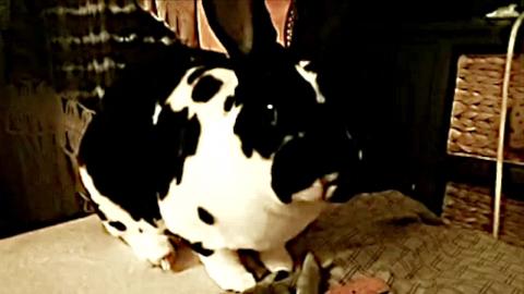 Bunny Eats A Fake Carrot Treat