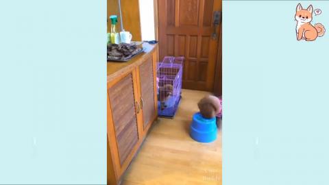 Funny dogs, very funny, small dogs,cute dogs,dogs