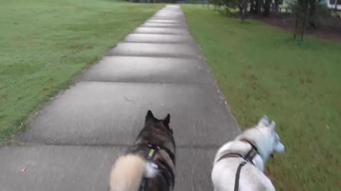 Husky off to the dog park one tree at a time