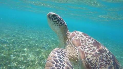 Snorkeling with Sea Turtles on Gili Trawangan Island