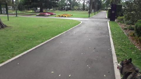 Malamute & Husky show you around Toowoomba botanical gard...