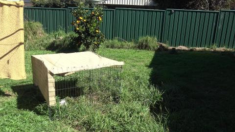 Guinea Pigs occupy Tomato patch supervised by Husky
