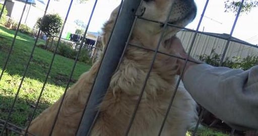 Visiting some friends two Golden Retrievers and a Husky