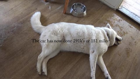 Two very dirty Golden Retrievers
