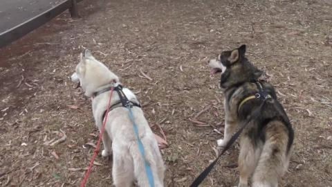 Husky hike to meet friends and check the mail
