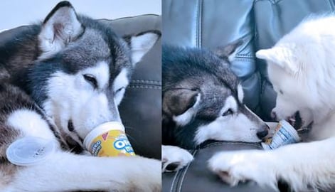 Giant Malamute Steals Cookies | Husky Wants To Fight For ...