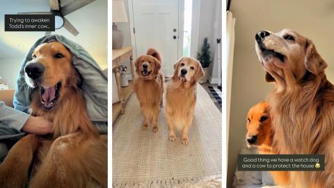 My Dog Thinks He's a Cow