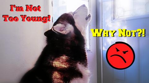 Mad Malamute Won't Look At Me | I Said He Can't Make Pupp...