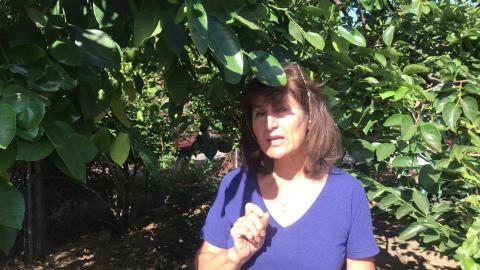 Parasitic Tree Scales - Invisible Pests, Easy Solution