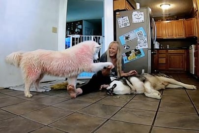 Playing Jack With My Dogs