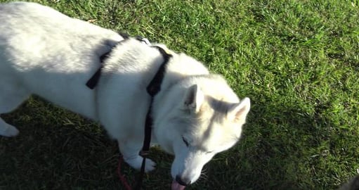 Why is the Kookaburra laughing at us