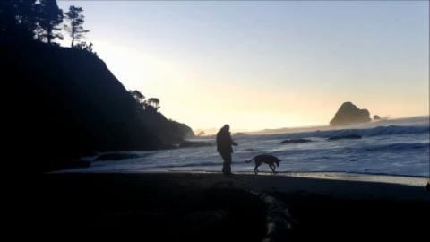 Dogs Playing on the Beach During Sunrise