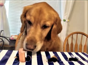 Funny Golden Retriever Dog Reacts To Hotdog Challenge!