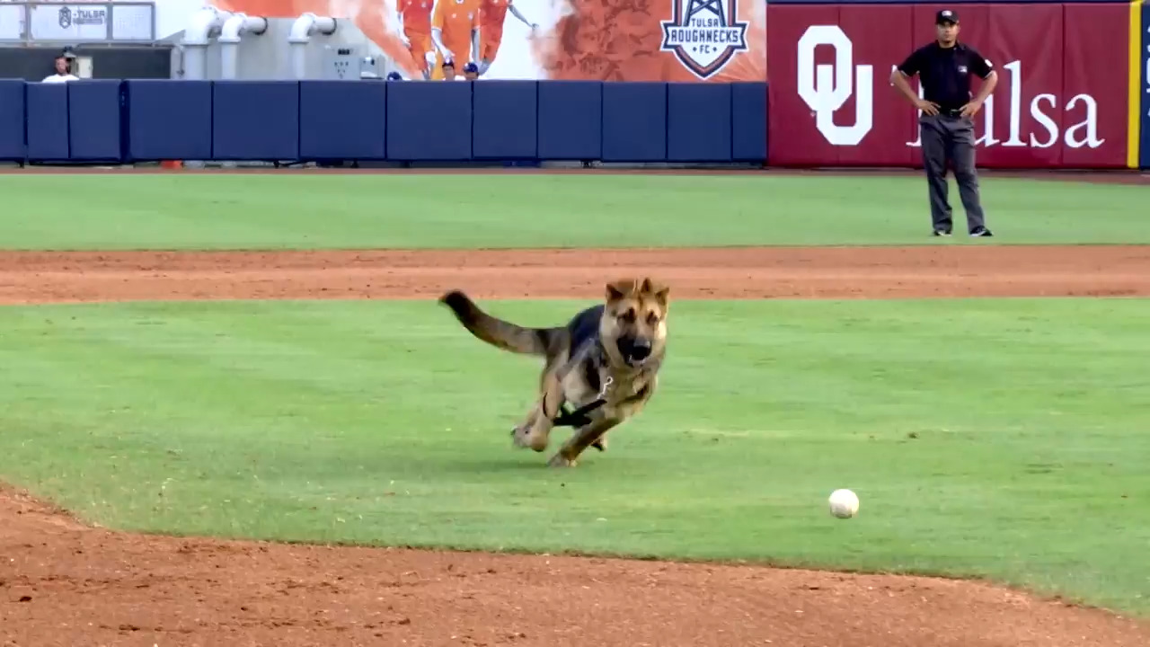 Bark at the Park Night Game Postponed After 9,000 Dogs Run on