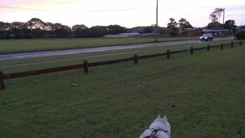 Excited Husky quick to spot a rabbit before I do