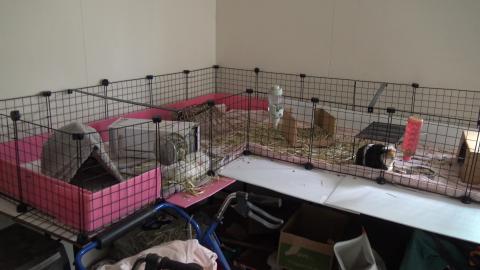 Something the Guinea Pigs really need from Aunt Clare