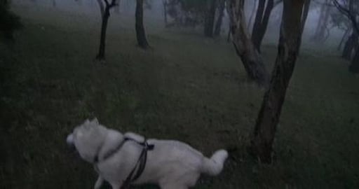 Walking through the park one tree at a time