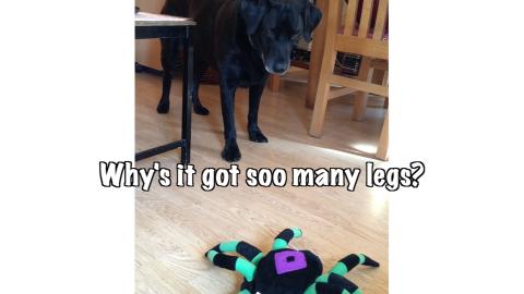 Percy the Labrador meets a Giant Spider