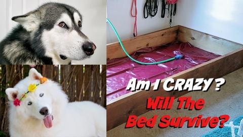 Getting My Dogs A Waterbed | Will They Pop It?