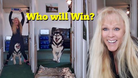 I Challenge My Giant Malamute To Tin Foil Challenge