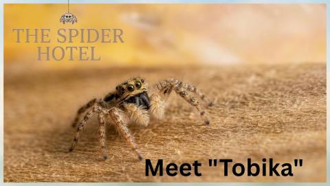 My VERY FIRST Gray Wall Jumping Spider