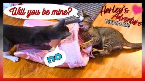 Valentine's Day Cat Bag Crinkle Play