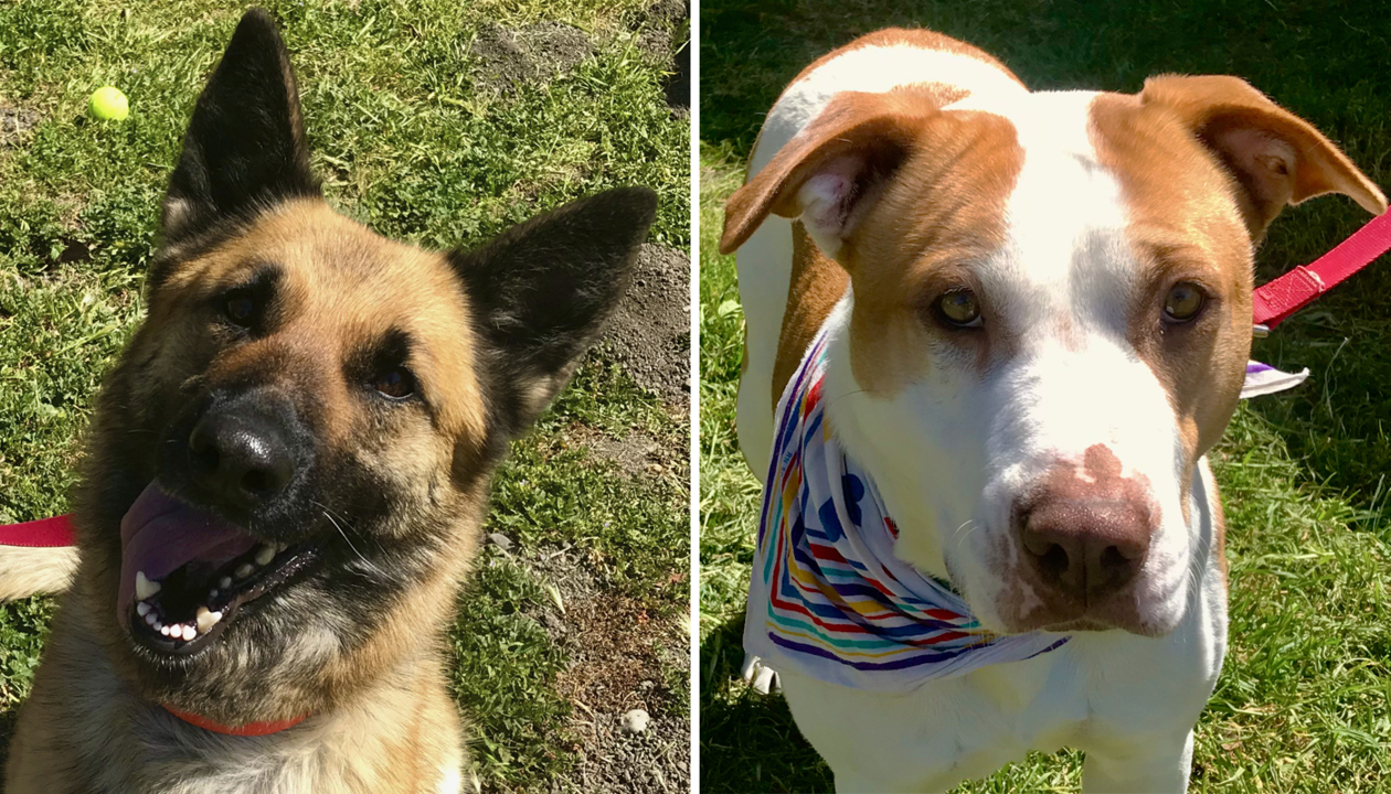 Pet Tales 2 very different shelter dogs who long for the same thing