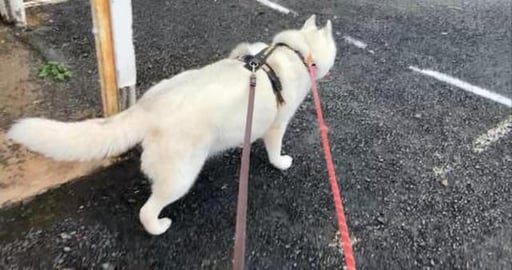 Husky walk around the stock saleyards