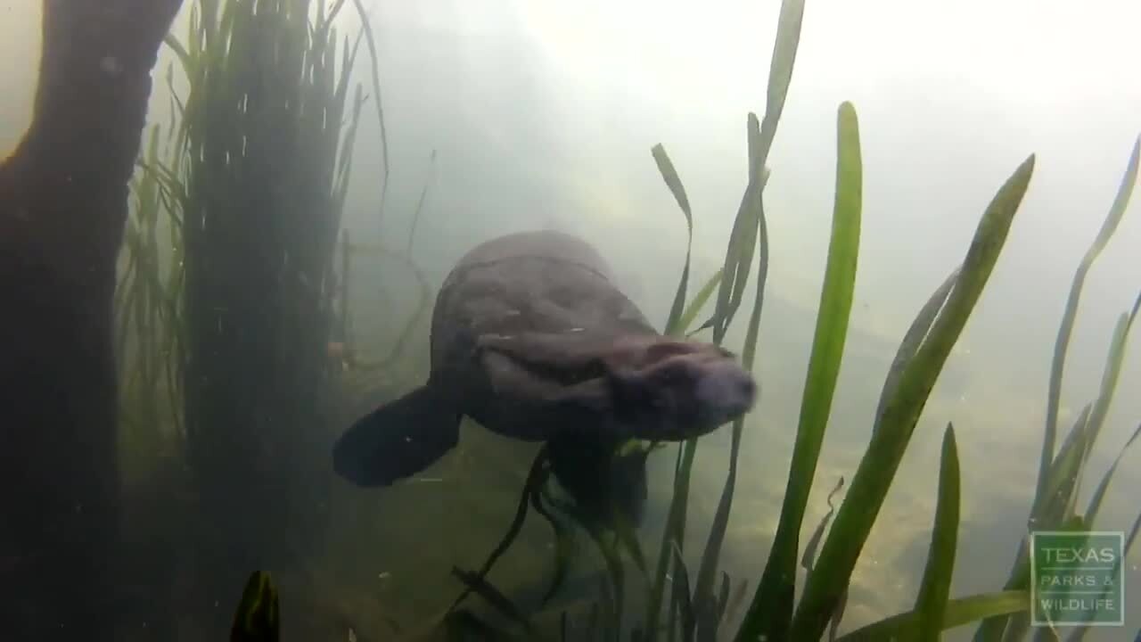 Learn More about America's Ugly Fish – Catfish, Alligator Gar