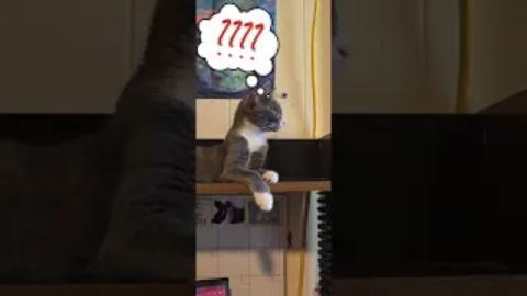 What did Harley see_ #cat #kitten #funnykitty #funnyshort...