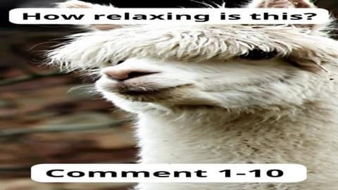 Find Your Peace: Discover How Relaxing This is? Volume 13...