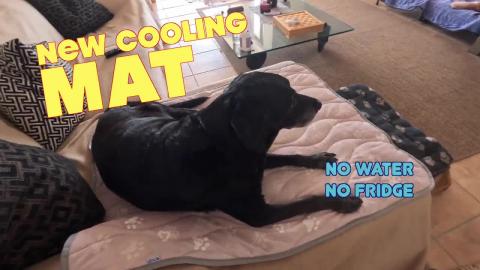 Percy the Labrador Tests a RYywell Cooling Mat… Profess...