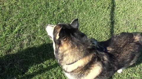 Dog park cooldown after playing with friends