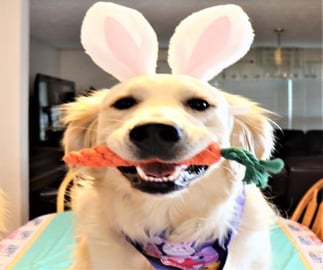 Easter Bunny Chases Golden Retriever Dog!