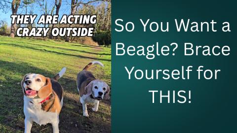 So You Want a Beagle? Brace Yourself for THIS! (Funny & T...