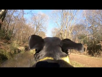 Dogs 1st Time ever running with bikes in Epping Forest, E...