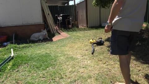 What the fluff, Husky fluff